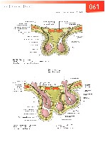 Sobotta  Atlas of Human Anatomy  Trunk, Viscera,Lower Limb Volume2 2006, page 68
